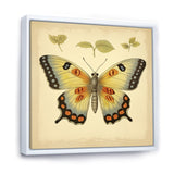 Vintage Illustration Of Elegant Butterfly - Butterfly Living Room Wall Art