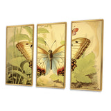 Vintage Illustration Of Elegant Butterfly II - Multi-Panels