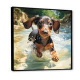 Cute Dachshund Playing In The River - Dog Daschund Home Decor Art