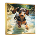 Cute Dachshund Playing In The River - Dog Daschund Home Decor Art