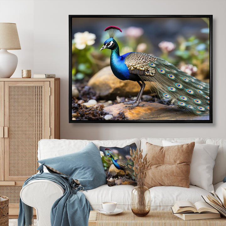 Photography Portrait Of Blue Peacock - Peacock Framed Canvas Art