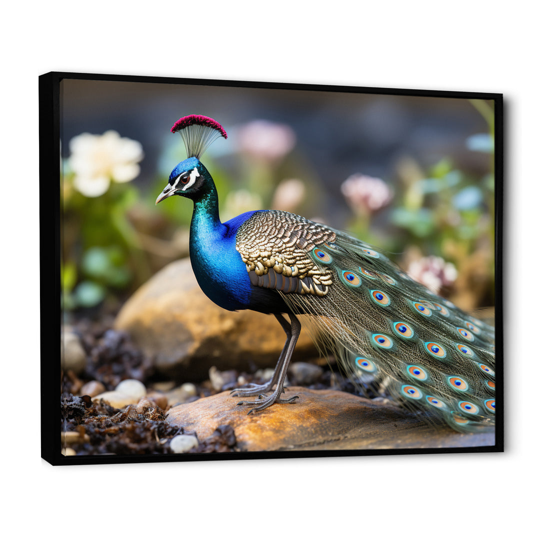 Photography Portrait Of Blue Peacock - Peacock Framed Canvas Art