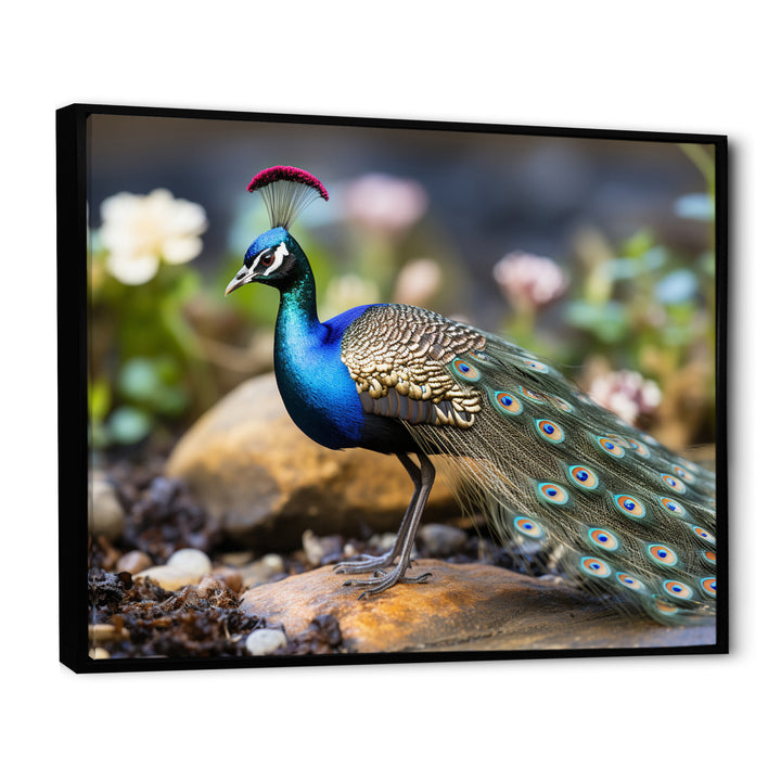 Photography Portrait Of Blue Peacock - Peacock Framed Canvas Art