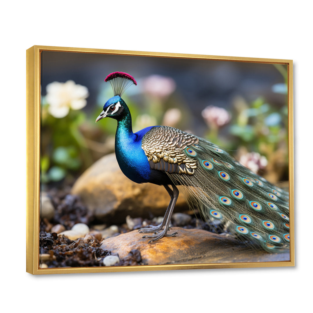 Photography Portrait Of Blue Peacock - Peacock Framed Canvas Art
