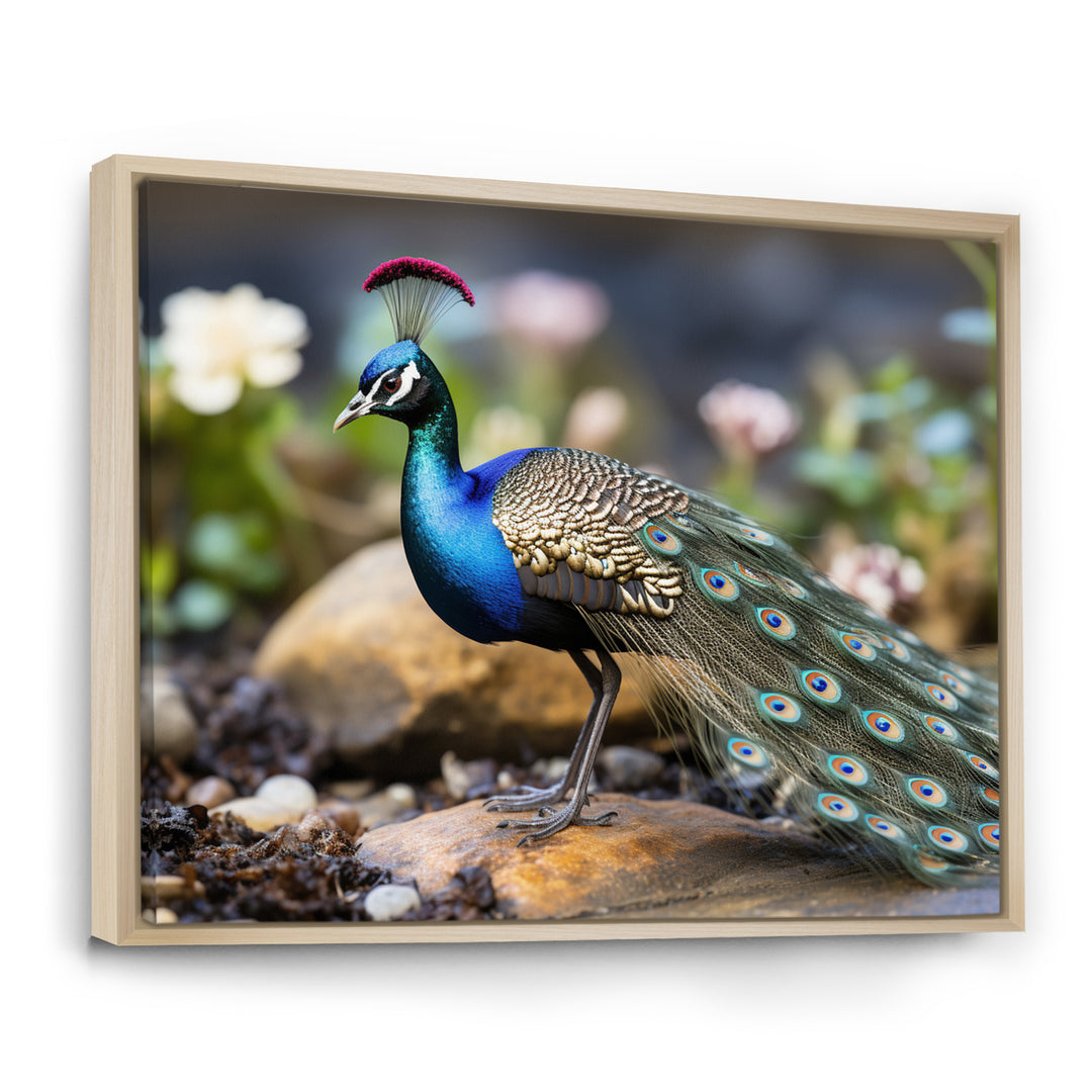 Photography Portrait Of Blue Peacock - Peacock Framed Canvas Art