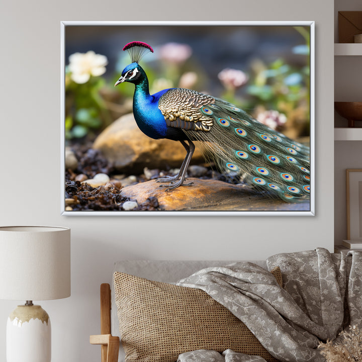 Photography Portrait Of Blue Peacock - Peacock Framed Canvas Art