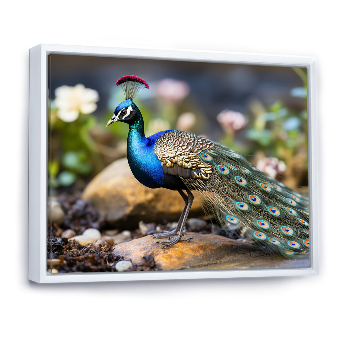Photography Portrait Of Blue Peacock - Peacock Framed Canvas Art