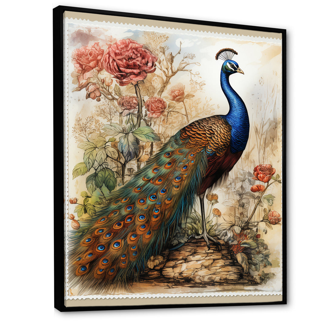 Vintage Illustration Of Glorious Peacock - Peacock Large Canvas Wall Art