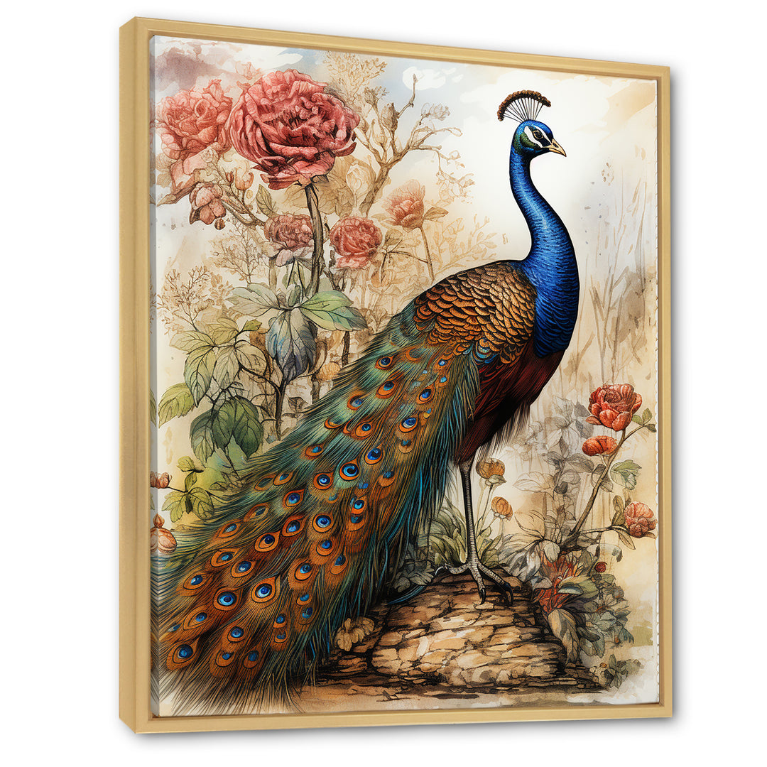 Vintage Illustration Of Glorious Peacock - Peacock Large Canvas Wall Art