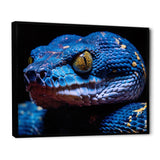 Blue Anaconda Snake Wildlife Photography - Blue Snake Wall Art