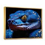 Blue Anaconda Snake Wildlife Photography - Blue Snake Wall Art