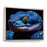 Blue Anaconda Snake Wildlife Photography - Blue Snake Wall Art