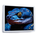 Blue Anaconda Snake Wildlife Photography - Blue Snake Wall Art
