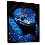 Portrait Of Blue Viper Snake Wildlife - Snake Large Canvas Wall Art