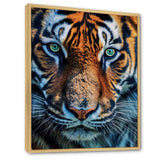 Portrait Of A Wild Tiger Nature Photography - Tiger Canvas Wall Art