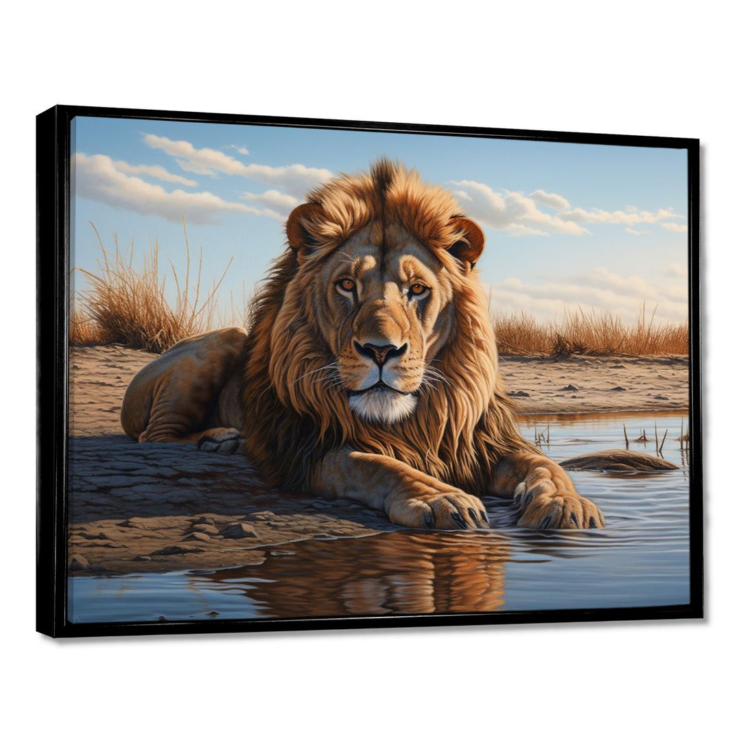Lion Resting By The Water Pool - Lion Wall Art Prints