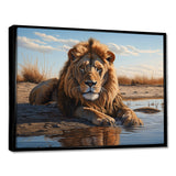 Lion Resting By The Water Pool - Lion Wall Art Prints