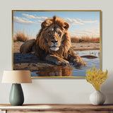 Lion Resting By The Water Pool - Lion Wall Art Prints
