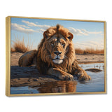 Lion Resting By The Water Pool - Lion Wall Art Prints