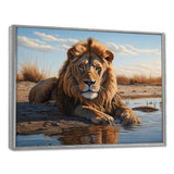 Lion Resting By The Water Pool - Lion Wall Art Prints