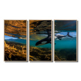 Orca Swimming In Blue Lagoon - 3-Piece Canvas Wall Art