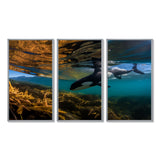Orca Swimming In Blue Lagoon - 3-Piece Canvas Wall Art