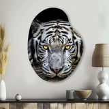 Fierce White Tiger II - Asymmetric Metal Wall Art