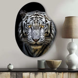 Fierce White Tiger II - Asymmetric Metal Wall Art