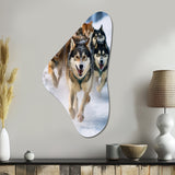 Alaska Dog Sledding III - Asymmetric Metal Wall Art