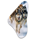 Alaska Dog Sledding III - Asymmetric Metal Wall Art