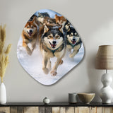 Alaska Dog Sledding III - Asymmetric Metal Wall Art