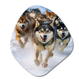 Alaska Dog Sledding III - Asymmetric Metal Wall Art