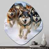 Alaska Dog Sledding III - Asymmetric Metal Wall Art