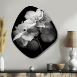 Black White Hydrangea Blooming I - Asymmetric Metal Wall Art