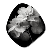 Black White Hydrangea Blooming I - Asymmetric Metal Wall Art