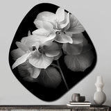 Black White Hydrangea Blooming I - Asymmetric Metal Wall Art