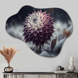 A Blooming Purple Dahlia Flower In Winter III - Asymmetric Metal Wall Art