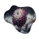 A Blooming Purple Dahlia Flower In Winter III - Asymmetric Metal Wall Art