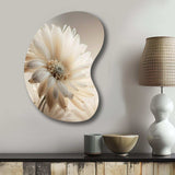 White Gerbera Flowers III - Asymmetric Metal Wall Art