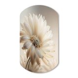 White Gerbera Flowers III - Asymmetric Metal Wall Art