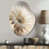 White Gerbera Flowers III - Asymmetric Metal Wall Art