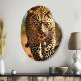 African Leopard Portrait I - Asymmetric Metal Wall Art