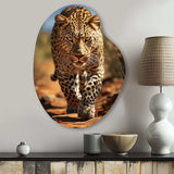 African Leopard Portrait I - Asymmetric Metal Wall Art