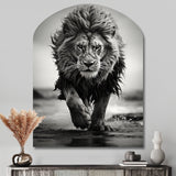 Black And White Lion Running In Africa - Asymmetric Metal Wall Art