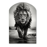 Black And White Lion Running In Africa - Asymmetric Metal Wall Art