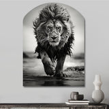 Black And White Lion Running In Africa - Asymmetric Metal Wall Art