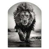 Black And White Lion Running In Africa - Asymmetric Metal Wall Art