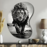 Black And White Lion Running In Africa - Asymmetric Metal Wall Art