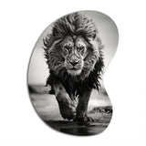 Black And White Lion Running In Africa - Asymmetric Metal Wall Art