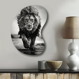 Black And White Lion Running In Africa - Asymmetric Metal Wall Art